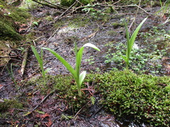 Platanthera aquilonis