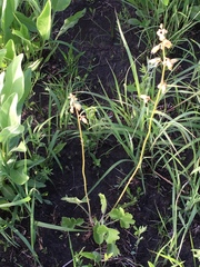 Heuchera richardsonii