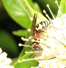 Nomada texana