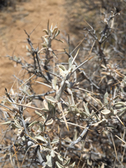 Tetradymia stenolepis