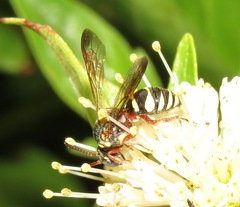 Nomada texana