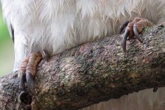 Dacelo novaeguineae novaeguineae