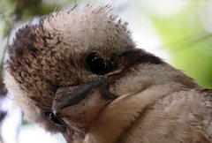 Dacelo novaeguineae novaeguineae