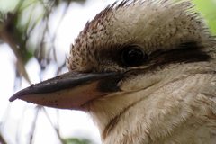 Dacelo novaeguineae novaeguineae