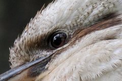 Dacelo novaeguineae novaeguineae