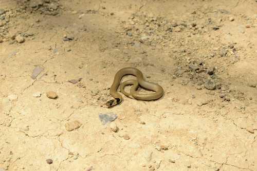 Collared Dwarf Snake