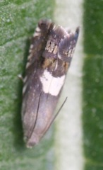 Grapholita fana