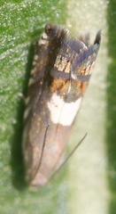 Grapholita fana
