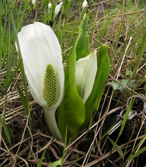 Lysichiton camtschatcensis