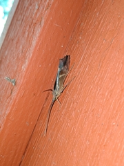 Nemotaulius hostilis