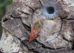 Gminatus wallengreni