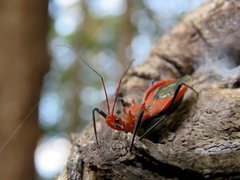 Gminatus wallengreni