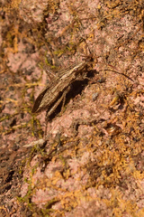 Darmistus subvittatus