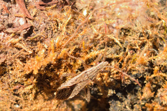 Darmistus subvittatus