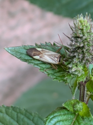 Alfalfa Plant Bug photo 6