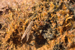 Darmistus subvittatus