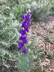 Aconitum napellus