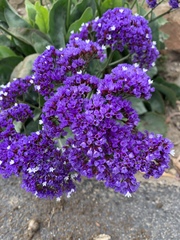 Limonium perezii