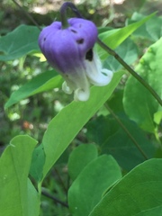 Clematis pitcheri
