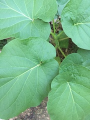 Piper auritum