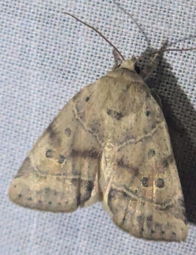 American Dun-bar Moth photo 4