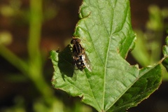 Parhelophilus flavifacies