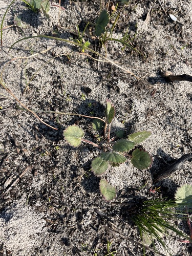 Image of Pelargonium elegans by (c) Charleen Brunke, some rights reserved (CC BY)