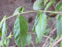 Ailanthus altissima