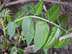 Ailanthus altissima