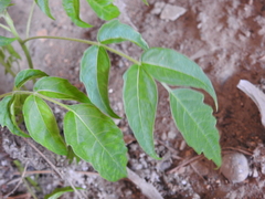 Ailanthus altissima