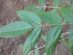 Ailanthus altissima