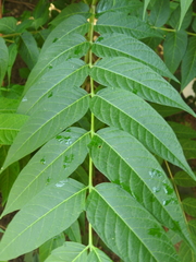 Ailanthus altissima