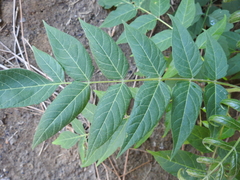 Ailanthus altissima