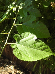 Morus rubra