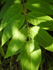 Ailanthus altissima