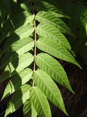 Ailanthus altissima