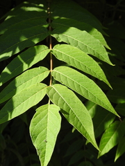 Ailanthus altissima