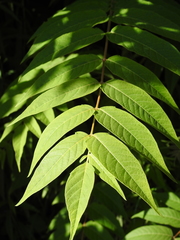 Ailanthus altissima