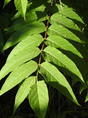 Ailanthus altissima
