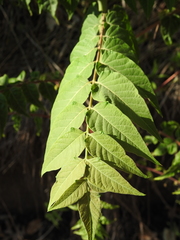 Ailanthus altissima