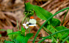 Anthocharis julia julia