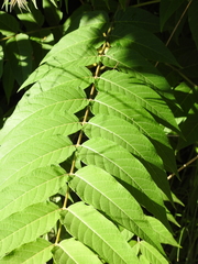 Ailanthus altissima
