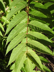 Ailanthus altissima