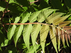 Ailanthus altissima