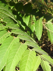 Ailanthus altissima