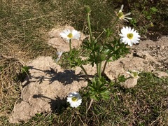 Ranunculus anemoneus