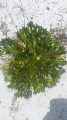 Eryngium cuneifolium