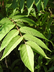 Ailanthus altissima