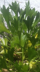 Eryngium cuneifolium