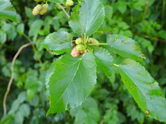 Morus alba